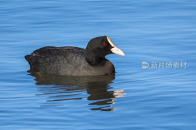 Fulica Atra子林奈。